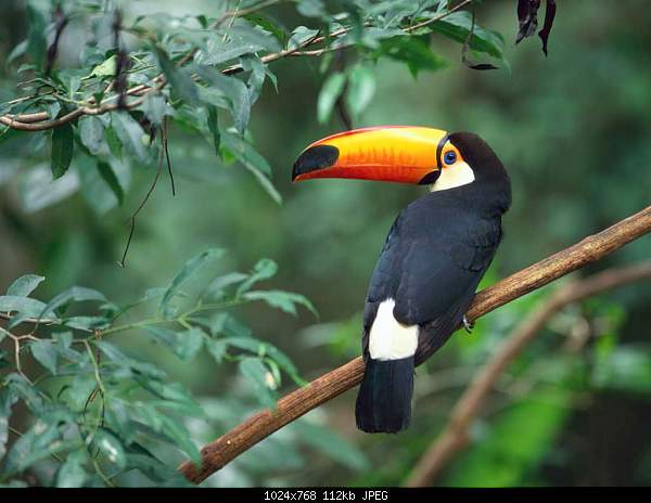 Click image for larger version. 

Name:	Toco Toucan.jpg‎ 
Views:	114 
Size:	112.2 KB 
ID:	11147