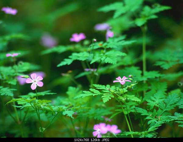 Click image for larger version. 

Name:	Forest Flowers.jpg‎ 
Views:	133 
Size:	125.7 KB 
ID:	11164