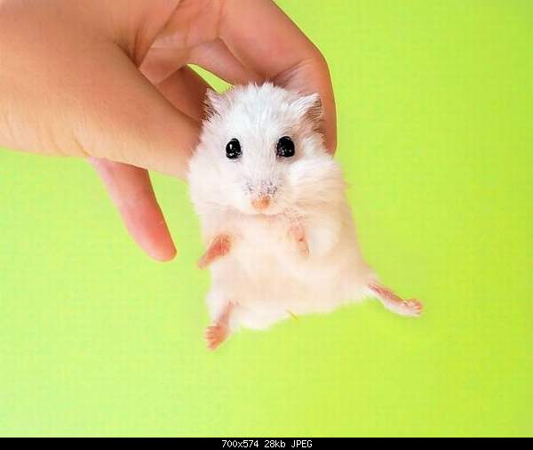 Click image for larger version. 

Name:	photopodborka_003.jpg 
Views:	70 
Size:	28.4 KB 
ID:	13398