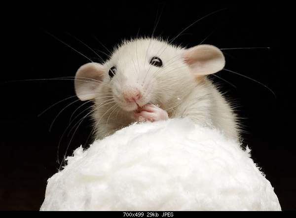 Click image for larger version. 

Name:	photo_034.jpg 
Views:	55 
Size:	28.8 KB 
ID:	13939