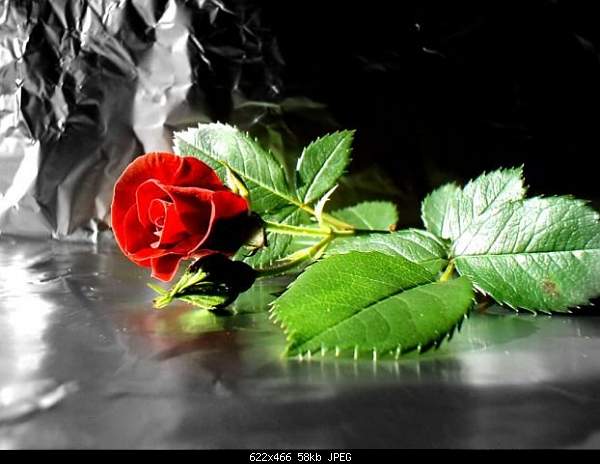 Click image for larger version. 

Name:	004_rose.jpg 
Views:	52 
Size:	58.0 KB 
ID:	14001