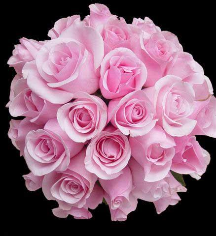 Name:  5217491_FlowerPic_10.jpg
Views: 77
Size:  31.8 KB