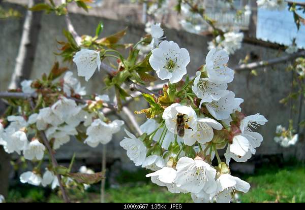 Click image for larger version. 

Name:	100_1635.jpg 
Views:	309 
Size:	134.8 KB 
ID:	14845