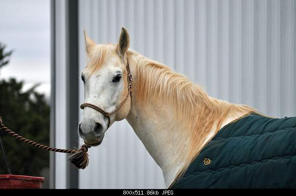 Click image for larger version. 

Name:	horse.jpg‎ 
Views:	49 
Size:	86.3 KB 
ID:	15083