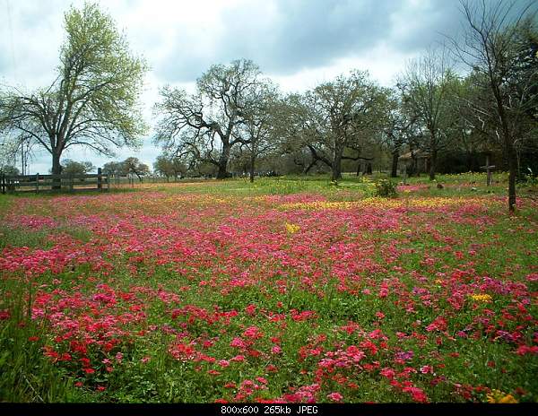 Click image for larger version. 

Name:	Monday March 15, 2010 Seguin, TX (.jpg‎ 
Views:	67 
Size:	265.4 KB 
ID:	15312