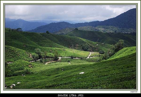Click image for larger version. 

Name:	Monday March 15, 2010 Cameron Highlands, Pahang, , Malaysia.jpg‎ 
Views:	46 
Size:	174.6 KB 
ID:	15412