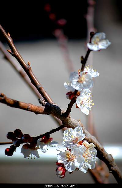 Click image for larger version. 

Name:	DSC_4339.jpg 
Views:	73 
Size:	92.3 KB 
ID:	15573