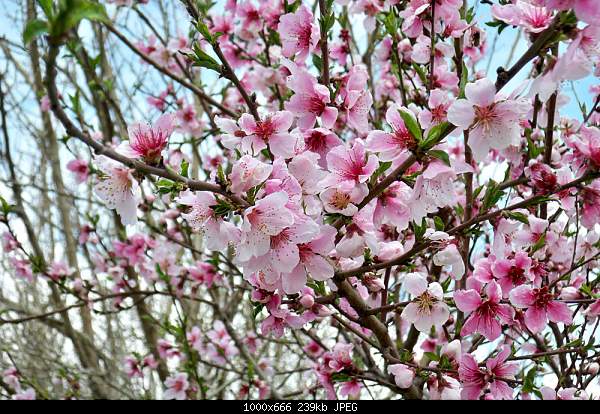 Click image for larger version. 

Name:	100_3291.jpg 
Views:	60 
Size:	239.2 KB 
ID:	15884
