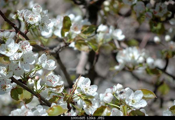 Click image for larger version. 

Name:	DSC_4406.jpg 
Views:	80 
Size:	125.9 KB 
ID:	15895