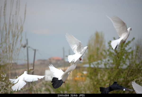 Click image for larger version. 

Name:	DSC_4501.jpg 
Views:	55 
Size:	310.1 KB 
ID:	16002