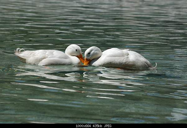 Click image for larger version. 

Name:	DSC_6485.jpg 
Views:	41 
Size:	435.3 KB 
ID:	16515