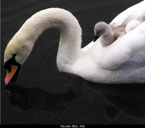 Click image for larger version. 

Name:	picccsze17.jpg 
Views:	76 
Size:	54.7 KB 
ID:	16552