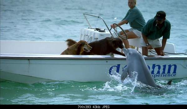 Click image for larger version. 

Name:	sobaka_delfin.jpg 
Views:	63 
Size:	43.0 KB 
ID:	16660