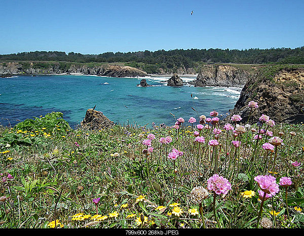 Click image for larger version. 

Name:	Saturday June 12, 2010 Caspar, CA JUGHANDLE.jpg 
Views:	42 
Size:	267.9 KB 
ID:	16954