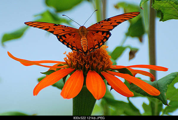 Click image for larger version. 

Name:	Gulf Fritillary posing on a Mexican Sunflower..jpg‎ 
Views:	80 
Size:	121.5 KB 
ID:	16968