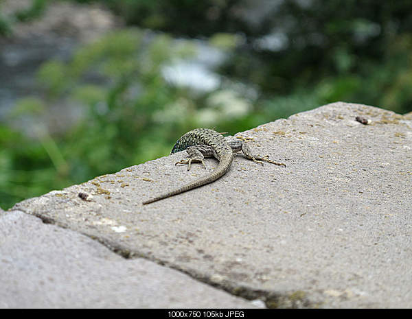 Click image for larger version. 

Name:	IMG_7830.jpg 
Views:	57 
Size:	104.5 KB 
ID:	17418