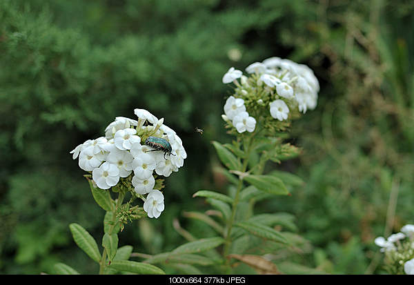 Click image for larger version. 

Name:	DSC_8161.jpg 
Views:	57 
Size:	377.2 KB 
ID:	17882