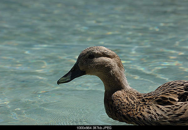 Click image for larger version. 

Name:	DSC_6447.jpg 
Views:	45 
Size:	387.2 KB 
ID:	17981