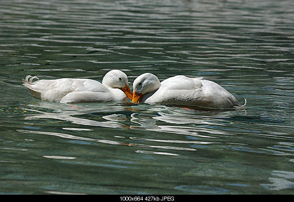 Click image for larger version. 

Name:	DSC_6485.jpg 
Views:	52 
Size:	427.1 KB 
ID:	17982