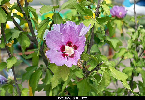Click image for larger version. 

Name:	100_4062.jpg 
Views:	62 
Size:	1.45 MB 
ID:	18090