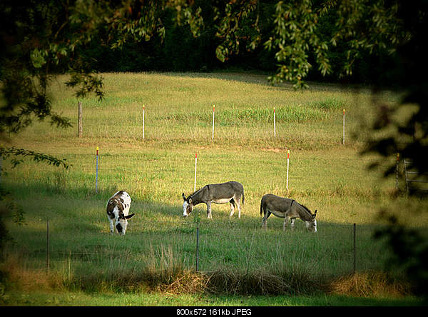 Click image for larger version. 

Name:	Tuesday August 24, 2010 donalds, SCarolina....donkeys in meadow.jpg‎ 
Views:	60 
Size:	160.7 KB 
ID:	18113