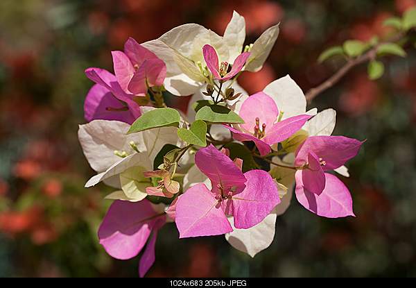 Click image for larger version. 

Name:	1002515.jpg 
Views:	59 
Size:	205.4 KB 
ID:	18278