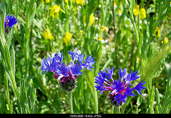 Click image for larger version. 

Name:	100_3448.jpg 
Views:	47 
Size:	183.9 KB 
ID:	18283