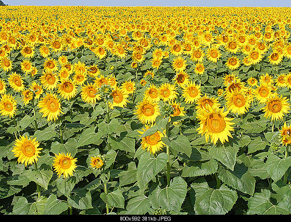 Click image for larger version. 

Name:	Sunday August 29, 2010 Oakley, IL.jpg‎ 
Views:	69 
Size:	381.5 KB 
ID:	18331