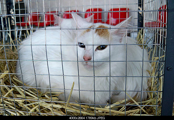 Click image for larger version. 

Name:	100_4329.jpg 
Views:	248 
Size:	1.75 MB 
ID:	19789