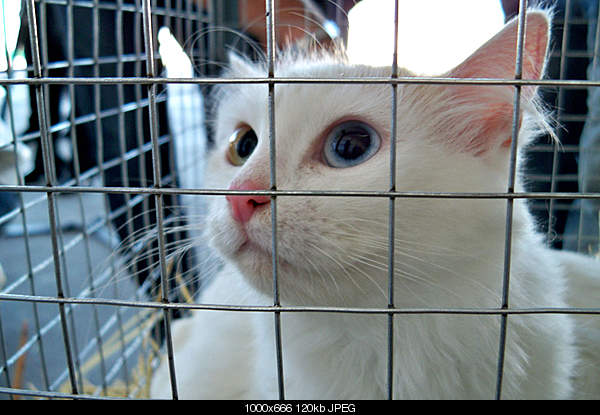 Click image for larger version. 

Name:	100_4333.jpg 
Views:	192 
Size:	119.5 KB 
ID:	19790