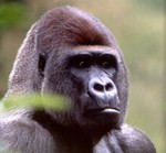 Name:  Gorilla Bongos.jpg
Views: 86
Size:  7.4 KB