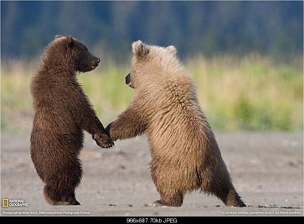 Click image for larger version. 

Name:	NGbears.jpg 
Views:	51 
Size:	69.7 KB 
ID:	20748