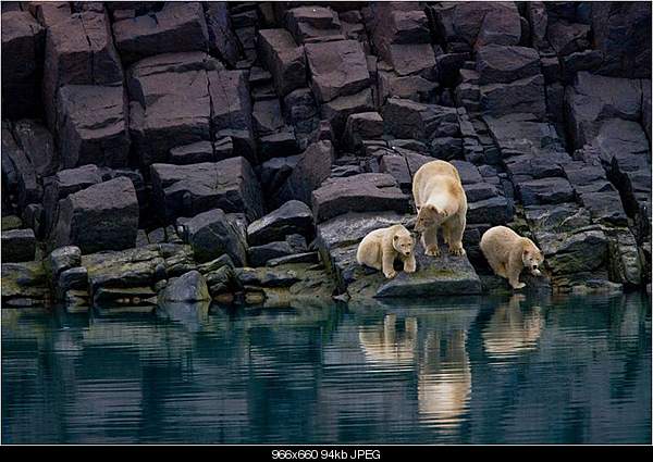 Click image for larger version. 

Name:	NGwbears.jpg 
Views:	48 
Size:	94.2 KB 
ID:	20755