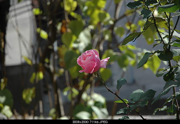 Click image for larger version. 

Name:	DSC_9843.JPG 
Views:	107 
Size:	711.1 KB 
ID:	21556