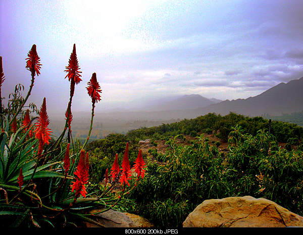 Click image for larger version. 

Name:	Sunday January 2, 2011 Ojai, CA.jpg‎ 
Views:	87 
Size:	199.6 KB 
ID:	21605