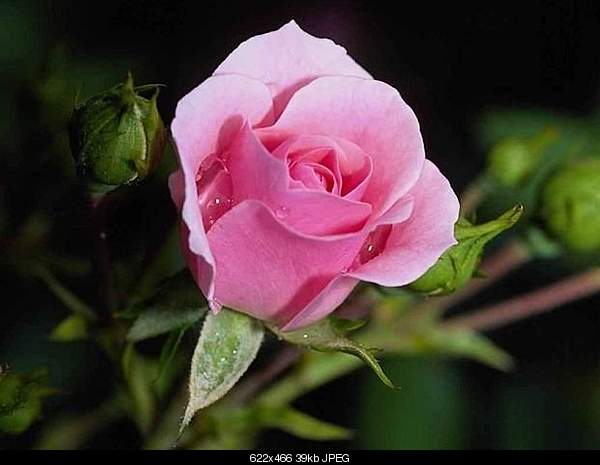 Click image for larger version. 

Name:	007_rose.jpg 
Views:	185 
Size:	39.3 KB 
ID:	21991