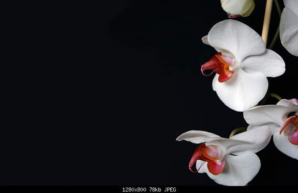 Click image for larger version. 

Name:	Nature_Flowers_White_Orchid__Flowers_008374_.jpg‎ 
Views:	55 
Size:	78.2 KB 
ID:	22295