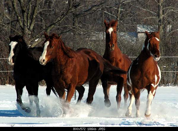 Click image for larger version. 

Name:	horse.jpg‎ 
Views:	76 
Size:	186.4 KB 
ID:	22541