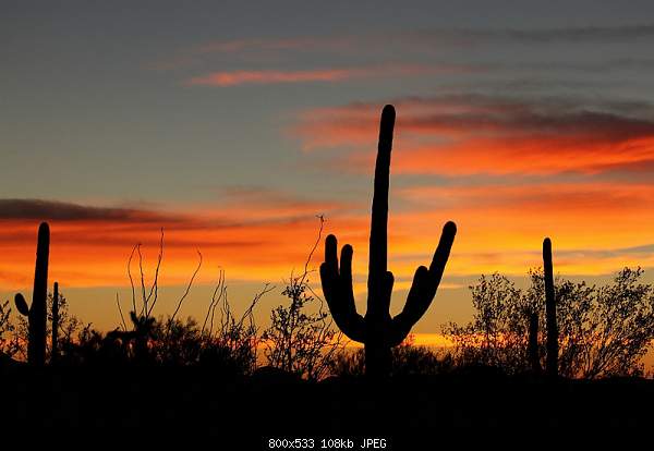 Click image for larger version. 

Name:	Saguaro Cactus forgrounds another beautiful sunrise in Organ Pipe Cactus National Park, AZ.jpg‎ 
Views:	80 
Size:	107.8 KB 
ID:	22562
