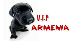 Name:  bannerviparmeniamigodogs.jpg
Views: 2691
Size:  5.6 KB