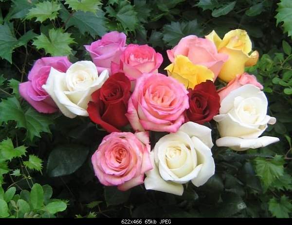 Click image for larger version. 

Name:	002_rose.jpg 
Views:	129 
Size:	65.0 KB 
ID:	24024
