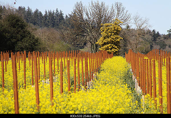 Click image for larger version. 

Name:	Wednesday March 2, 2011 — Geyserville, CA.jpg‎ 
Views:	68 
Size:	254.1 KB 
ID:	24148