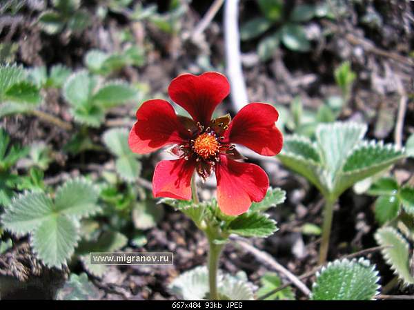 Click image for larger version. 

Name:	flower_red.jpg‎ 
Views:	145 
Size:	92.8 KB 
ID:	2550