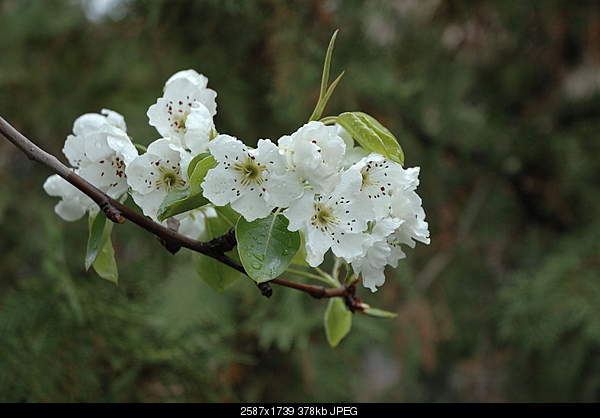Click image for larger version. 

Name:	DSC_0901.jpg 
Views:	41 
Size:	378.3 KB 
ID:	25597