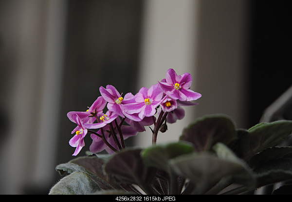 Click image for larger version. 

Name:	DSC_0341.JPG 
Views:	120 
Size:	1.58 MB 
ID:	26780