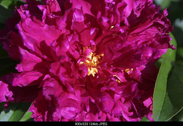 Click image for larger version. 

Name:	flower.jpg‎ 
Views:	46 
Size:	124.3 KB 
ID:	26832