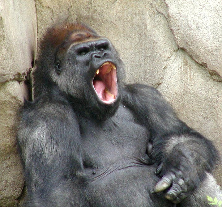 GORILLA YAWN 6 01