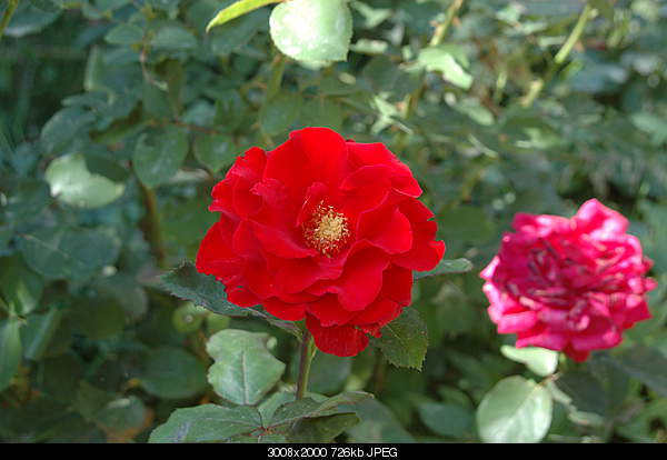 Click image for larger version. 

Name:	DSC_2712.JPG 
Views:	44 
Size:	726.1 KB 
ID:	27763