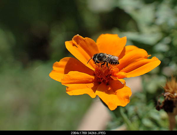 Click image for larger version. 

Name:	DSC_2723.JPG 
Views:	42 
Size:	341.9 KB 
ID:	27765