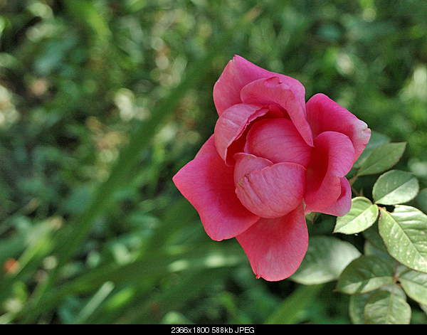 Click image for larger version. 

Name:	DSC_2722.JPG 
Views:	43 
Size:	587.7 KB 
ID:	27766